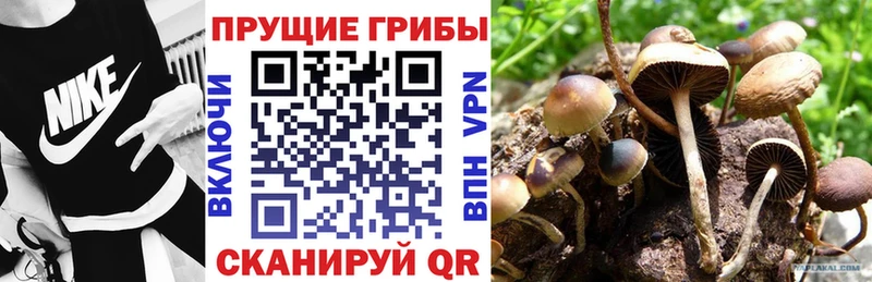 Псилоцибиновые грибы прущие грибы  kraken вход  Лосино-Петровский 